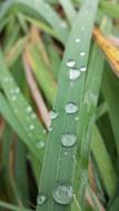 drops on the grass in the garden