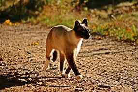 delightful Cat Mieze Siam