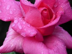 water drops, pink rose petals