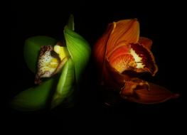 Orchid Flower Contrast