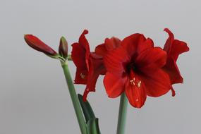 Flower Hippeastrum Red