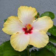 Hibiscus Yellow Flowers