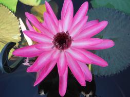 Lotus Water Pond Pink