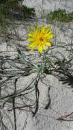 Flower Sand White
