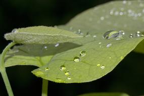 Leaves Green Dew