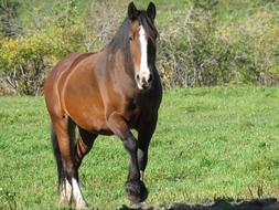 incredible Horse Animal on a field