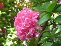 Azalea Blossom Bloom