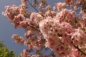 Cherry Tree Blossom
