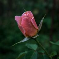 Rose Rosebud Flower