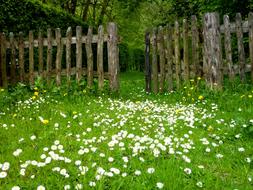 Garden Meadow Fence