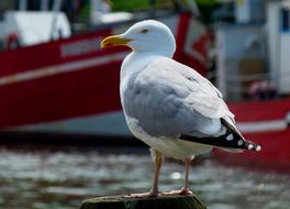 seagull on the embankment close-up on a blurred background