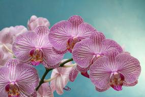Orchid Purple Flower