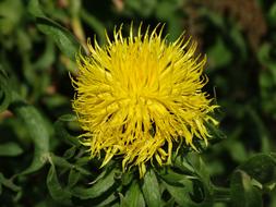 Yellow Cornflower Centaurea