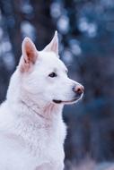 purebred white dog in profile on a blurred background