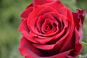 unfolded red rosebud