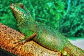 Chinese Water Dragon, fat green lizard