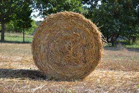 straw bale in the field