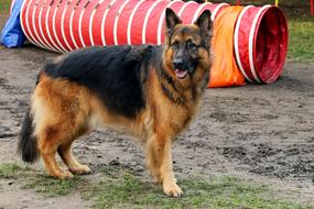 German shepherd on the training ground
