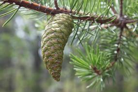 conifer in the forest with a cone