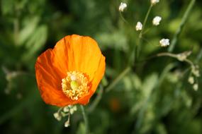 Poppy Flower Petal