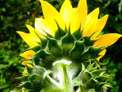 Sunflower Flowers Bud Late