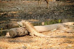 iguana lies on a log
