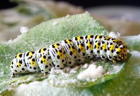 Caterpillar, lepidoptera Larva