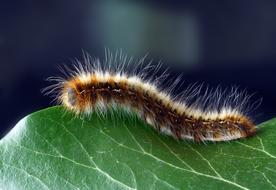 fluffy caterpillar is creeping on a green leaf