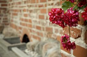 Flower Red Outdoors