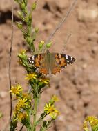 Butterfly Libar Flower Vanessa