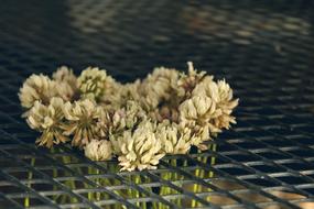 flowers dried dark