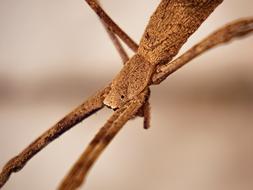 macro view of Spider Stick Eyes