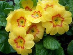 yellow flowers in the garden on the bush