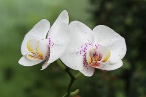 Orchid Flower Blossom
