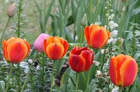 Tulip Spring Floral