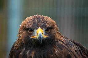 portrait of a colorful wild Golden Eagle at blurred background