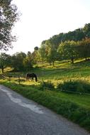 horse in an open paddock near the road