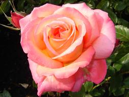 pink yellow lush Rose Flower close up