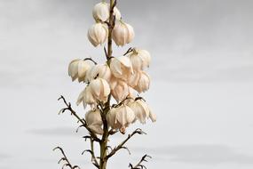 Plant Blossom Bloom
