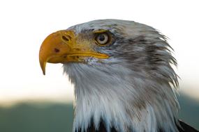 photo profile of bald eagle