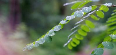 Acacia Foliage Rain