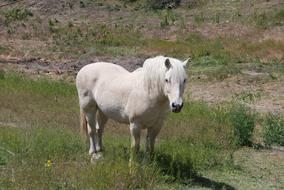 Horse Field