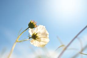 Spring Flowers