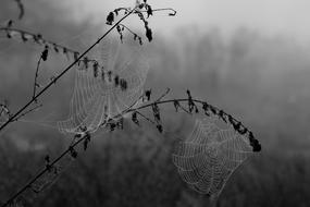 Spider Web Drops Dew