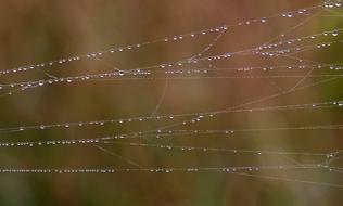 Spider Web Drops Dew