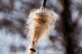 fluffy plant seeds