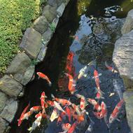 Fish Japanese Koi