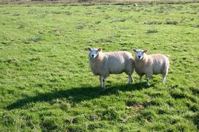 fluffy sheep in the green grass