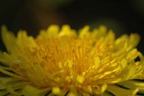 Dandelion Flower