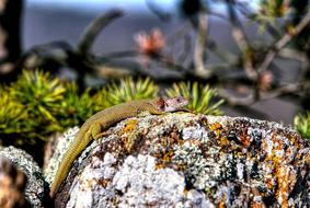 Podyjí National Park Lizard